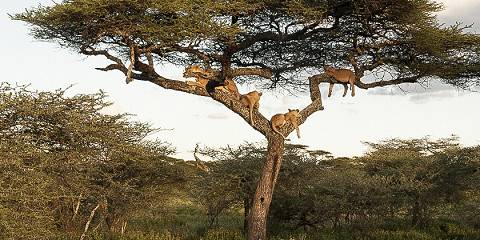 6-Day Big Five Safari-Medium