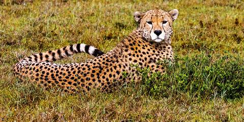 7-Day Midrange Migration Safari Ndutu-Calving Season