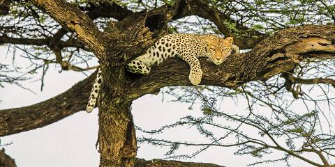 5-Day Tanzania Wilderness Safari - Mid Range Tour