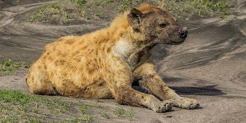 6-Day Private Wilderness Camping Safari in Tanzania