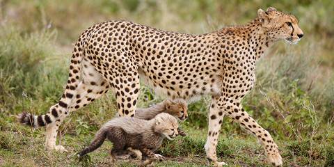 10-Day Kila Kitu Safari