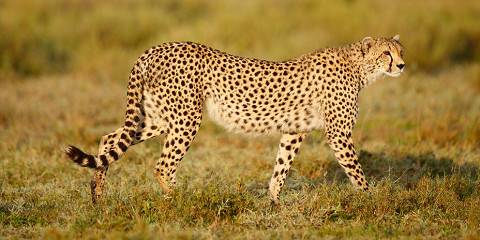 6-Day Best Tarangire, Serengeti & Ngorongoro Crater