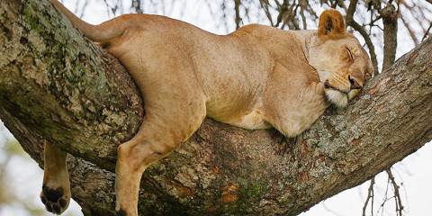 8-Day Grand Adventure in Tanzania Safari