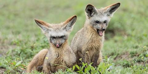 4-Day Ultimate Tanzania Savannah Dream Safari