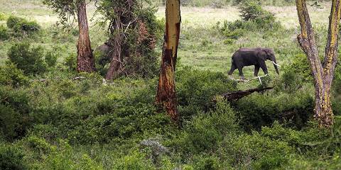 Tour to Ngorongoro Crater from Arusha