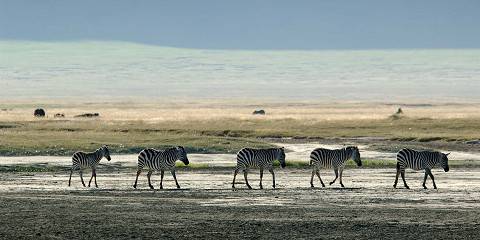 Tanzania Classic Safari with Premium Comfort