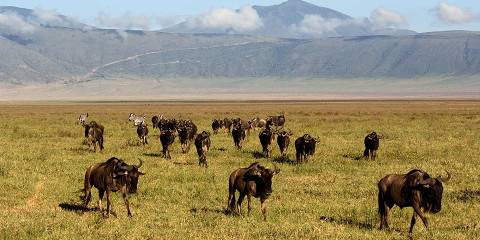 5-Day Magnificent Tanzania Safari