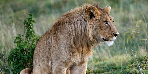 5-Day Tarangire, Serengeti, Ngorongoro, Materuni Tour