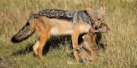 4-Day Safari to Tarangire, Ngorongoro, Manyara & Arusha