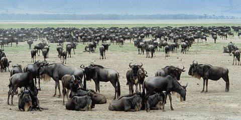 4-Day Wild Adventure in Tarangire, Serengeti, Ngorongoro