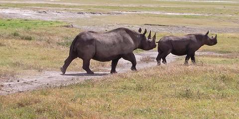 7-Day Luxury Black Rhino Tracking Safari