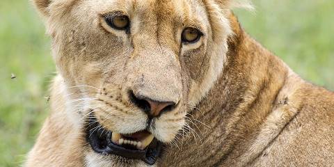 5-Day Exclusive Tanzania Private Safari
