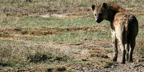Serengeti Savannah & Crater Classic Safari
