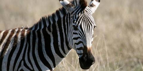 4-Day Touch of Wilderness - Luxury (with Meliá)