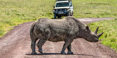 5-Day Classic Tanzania Luxury Wildlife Safari