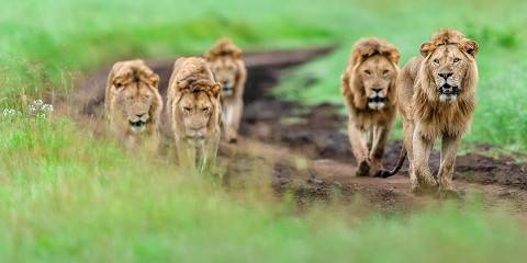 6-Day Classic Camping Safari – Highlights of Tanzania