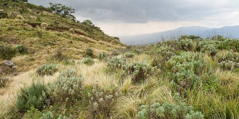 Marangu-Rainforest Gateway & Maundi Crater Vista