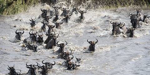 8-Day Serengeti Wildebeest Migration River Crossing
