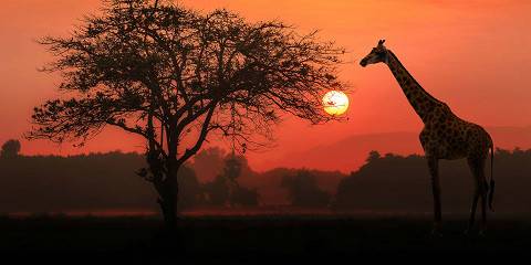 4-Day All-Inclusive Premium Serengeti Safari Experience