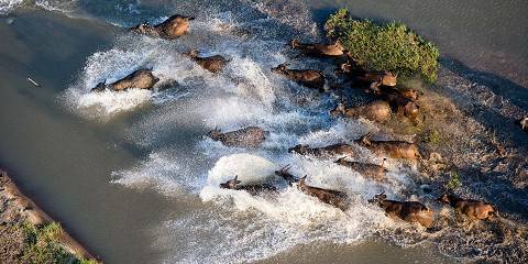 8-Day Serengeti Wildebeest Migration Safari Calving Tour