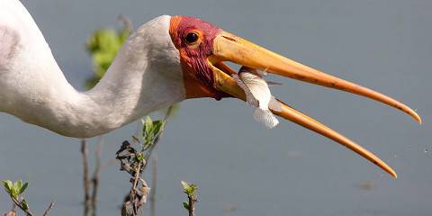 7-Day Wonders Serengeti in Tanzania Including Big Five