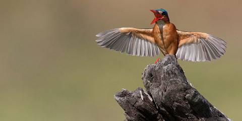 Southern Tanzania Safari