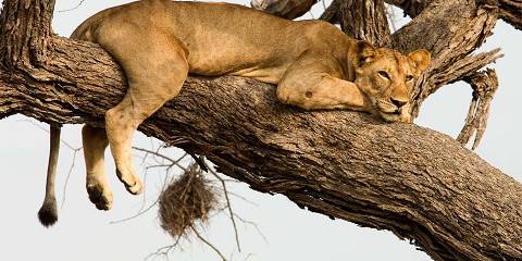 3-Day Luxury Tour to Ngorongoro, Tarangire & Manyara