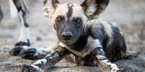 4-Day Saadani NP & Nyerere NP by Jeep from Bagamoyo