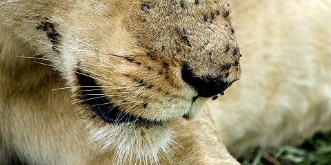 Fly in Safari from Zanzibar Beaches to Serengeti