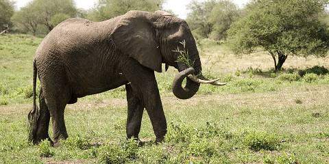 Tanzania Budget Camping Safari