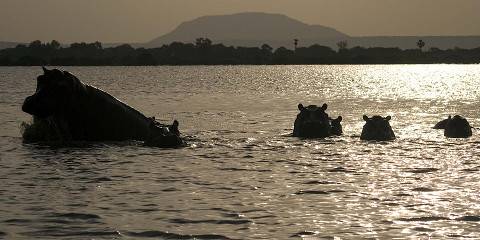 3-Day Selous|(Nyerere Park), Walking and Boat Safari