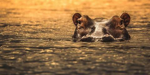 12-Day Remote Tanzania: Safari & Beach