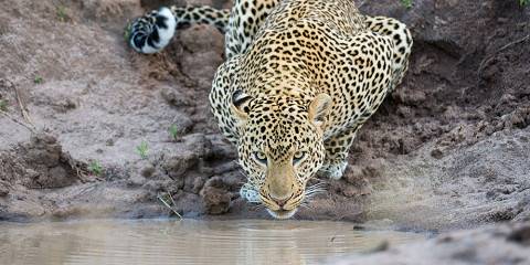 4-Day Magical Honeymoon Safari