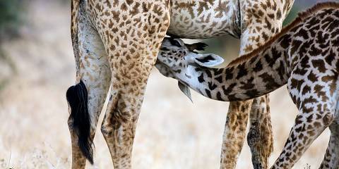2-Day Joining Tour to Tarangire & Ngorongoro Mid Range