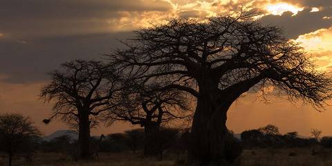Fly-in Ruaha National Park from Zanzibar Islands