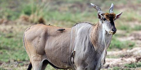 3-Day Wildlife Safari to Ruaha National Park