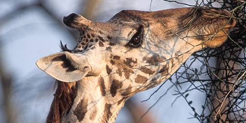 6-Day Most Favorite with 2 Night Serengeti Explorer