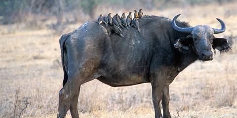 13-Day Tanzania Safari and Beach Holiday in Zanzibar