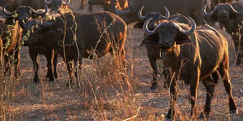 Luxury Tanzania Safari Adventure