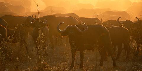 Remarkable Tanzanian Mid-Range Safari