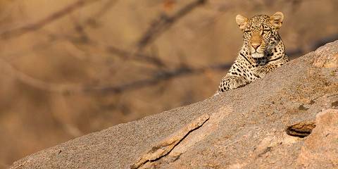 Mid-Range Ruaha Fly-in Safari from Dar Es Salaam
