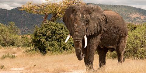 5-Day Ultimate Ndutu Calving Safari - Comfort Plus