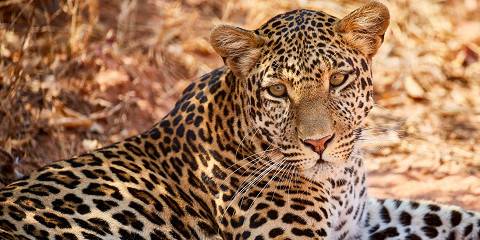 4-Day Private Mid-Range Safari Unforgettable Memories