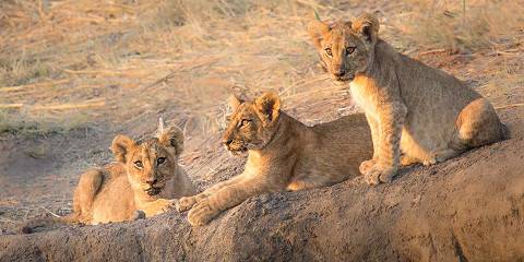 5-Day Luxury Safari from Zanzibar to Northern Circuit