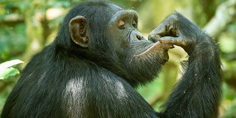 1-Day Express Chimpanzee Trek, Return Flight from Dar