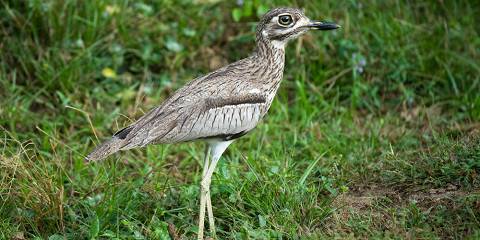 5-Day Tanzania Wildlife Expedition