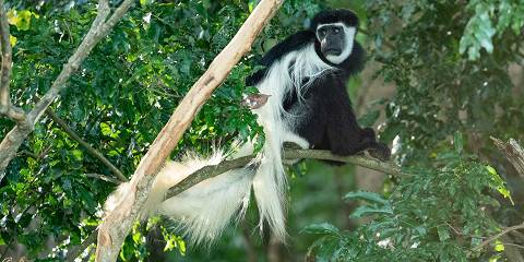 1-Day Kilimanjaro Day Trip via Marangu Route