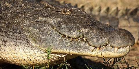 Tarangire NP– Lake Eyasi –Ngorongoro Crater Safari