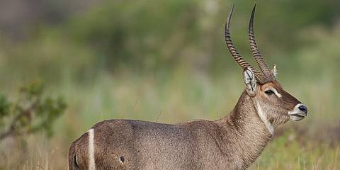 3-Day Budget Group Safari Serengeti and Ngorongoro