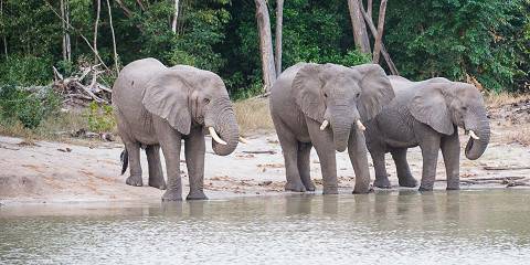 4-Day Private Budget - Fly in Safari